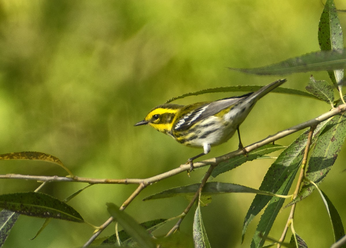 Townsend's Warbler - Kenneth Czworka