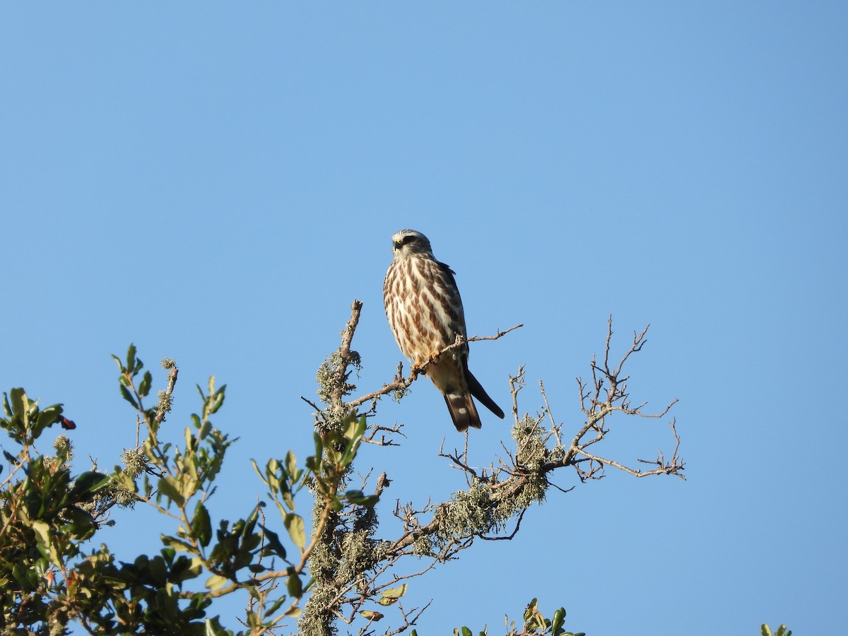 Mississippi Kite - ML372346591