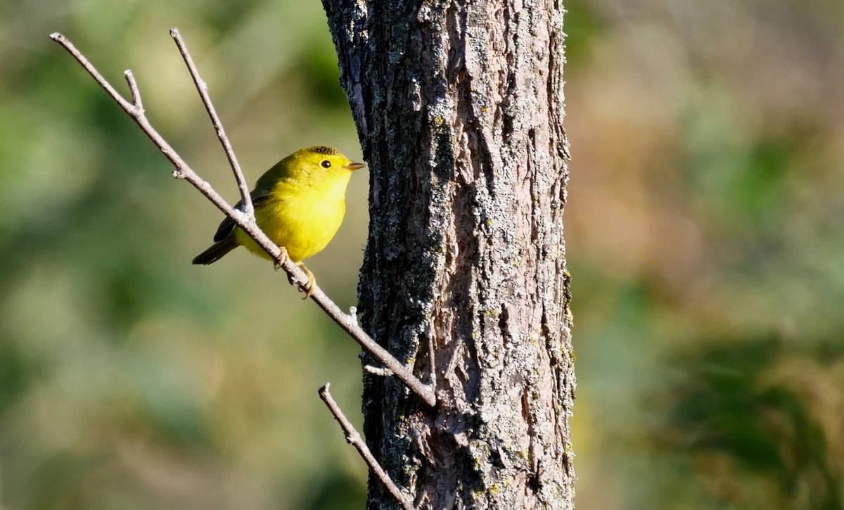 Wilson's Warbler - ML372346641