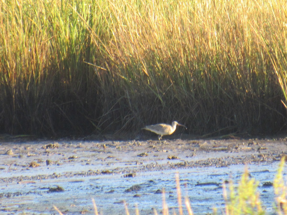 Whimbrel - ML372349531