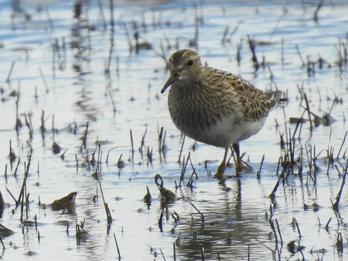 Pectoral Sandpiper - ML372349761