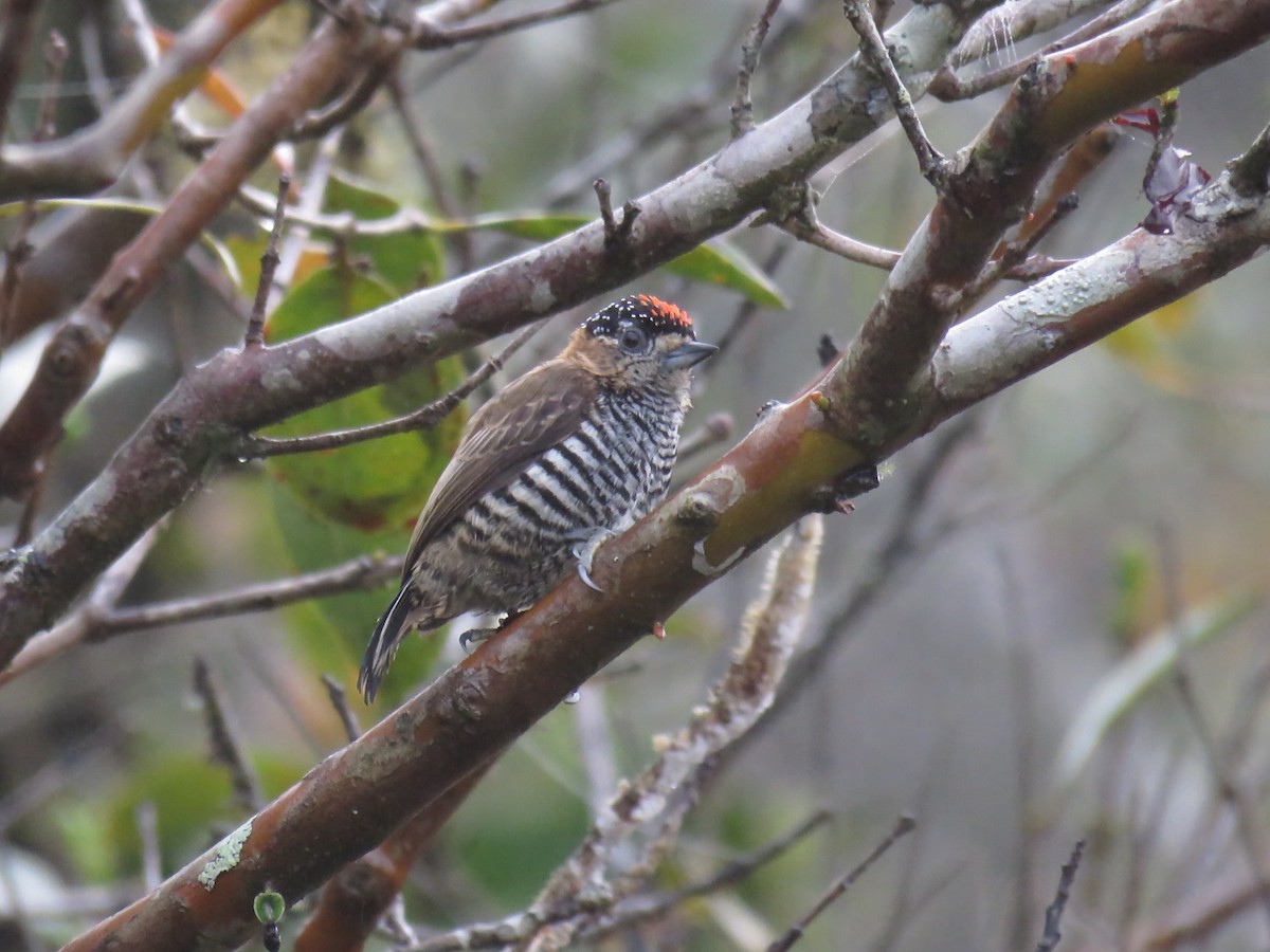 Ochre-collared Piculet - ML372350901