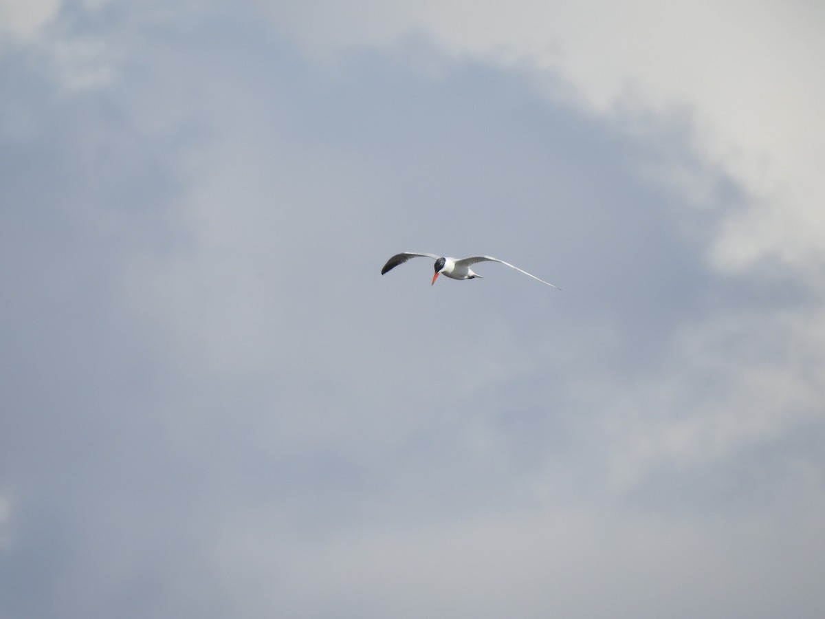 Caspian Tern - ML372350911