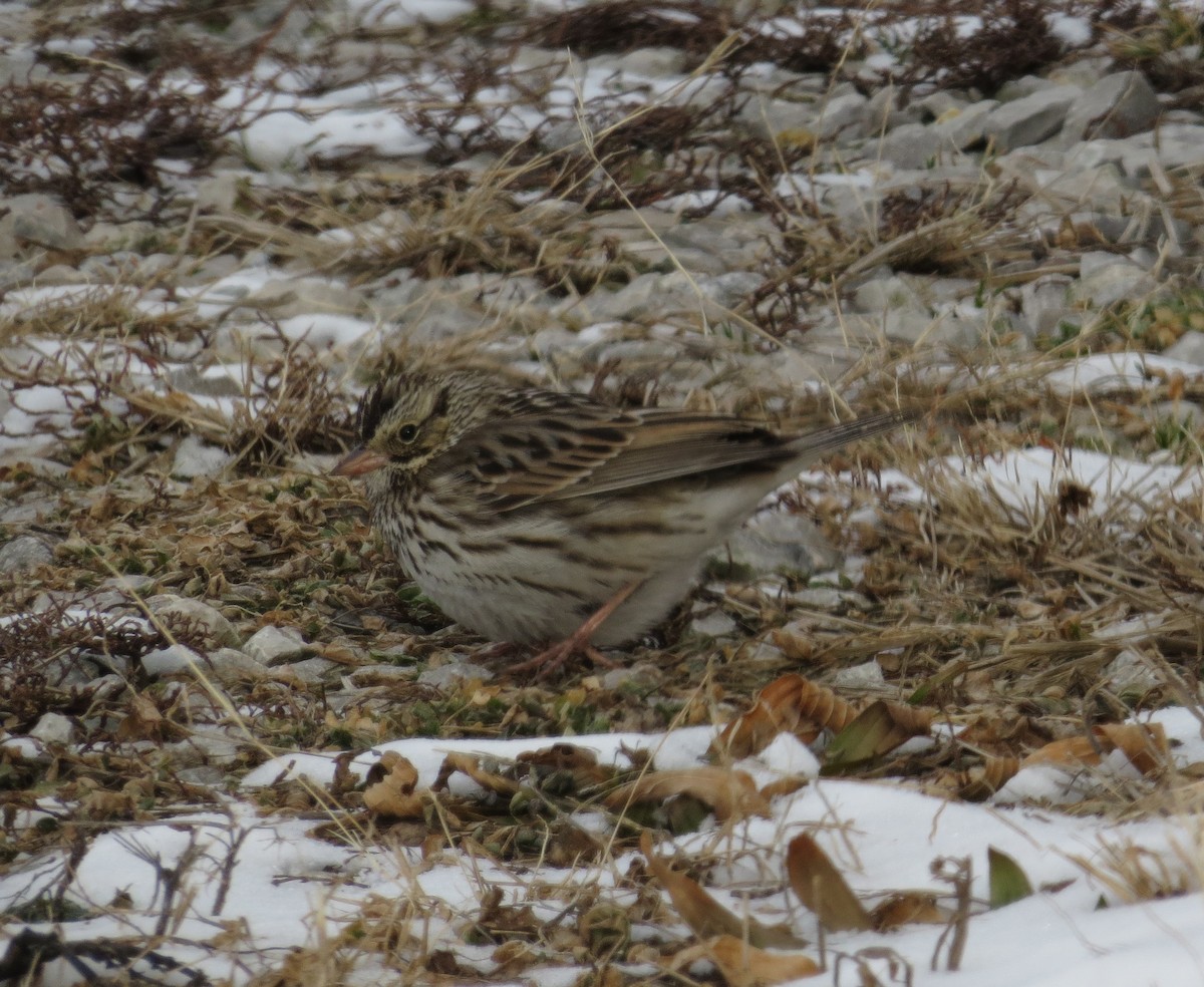 Savannah Sparrow - ML37235111