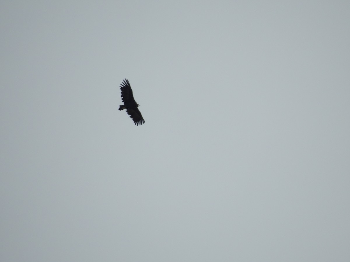 Нөмрөг тас - ML372351111