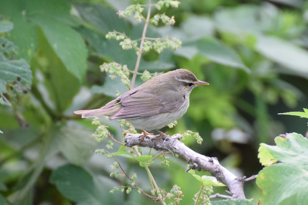 Dusky Warbler - Andy Zhang