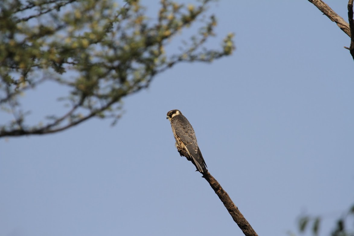 Eurasian Hobby - Suresh  Sadhwani