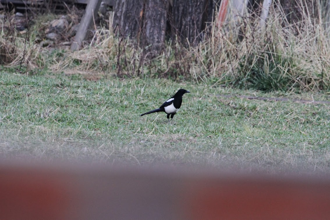 Eurasian Magpie - Suresh  Sadhwani