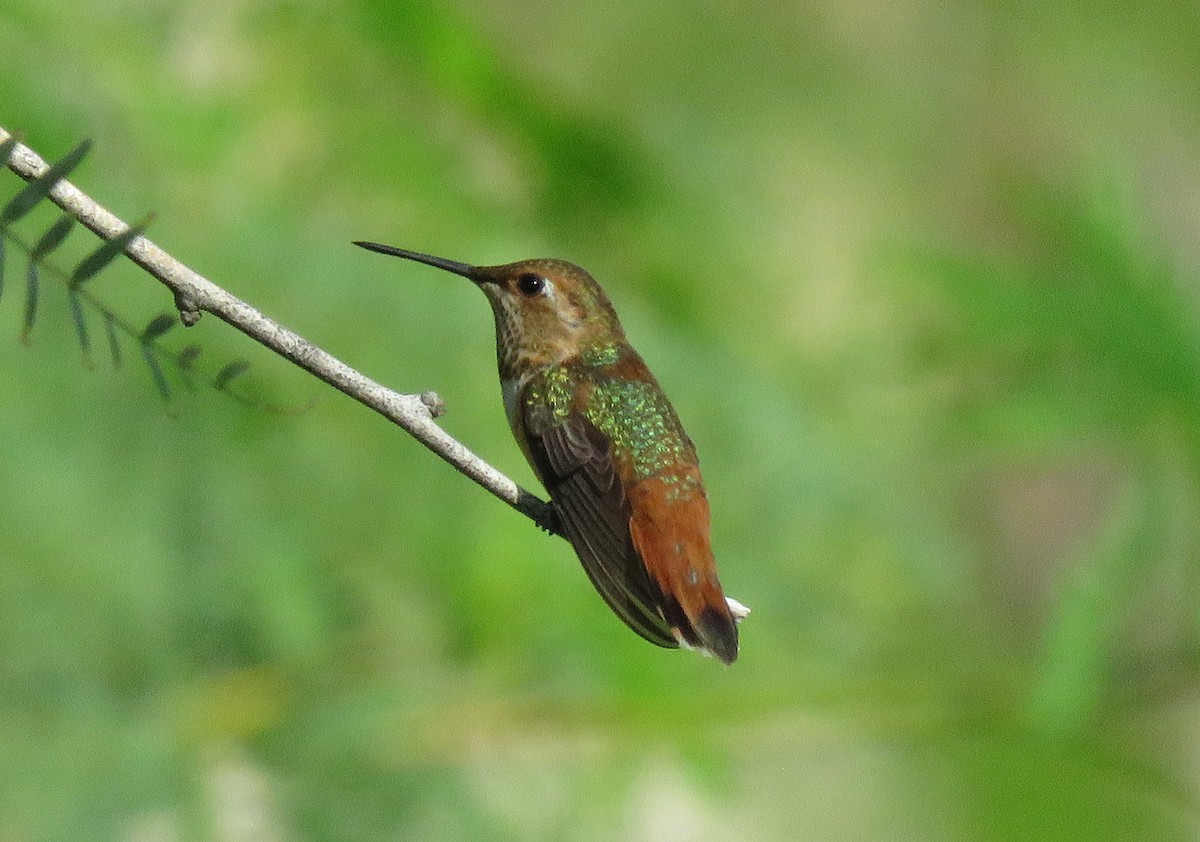 Rufous Hummingbird - ML372353151