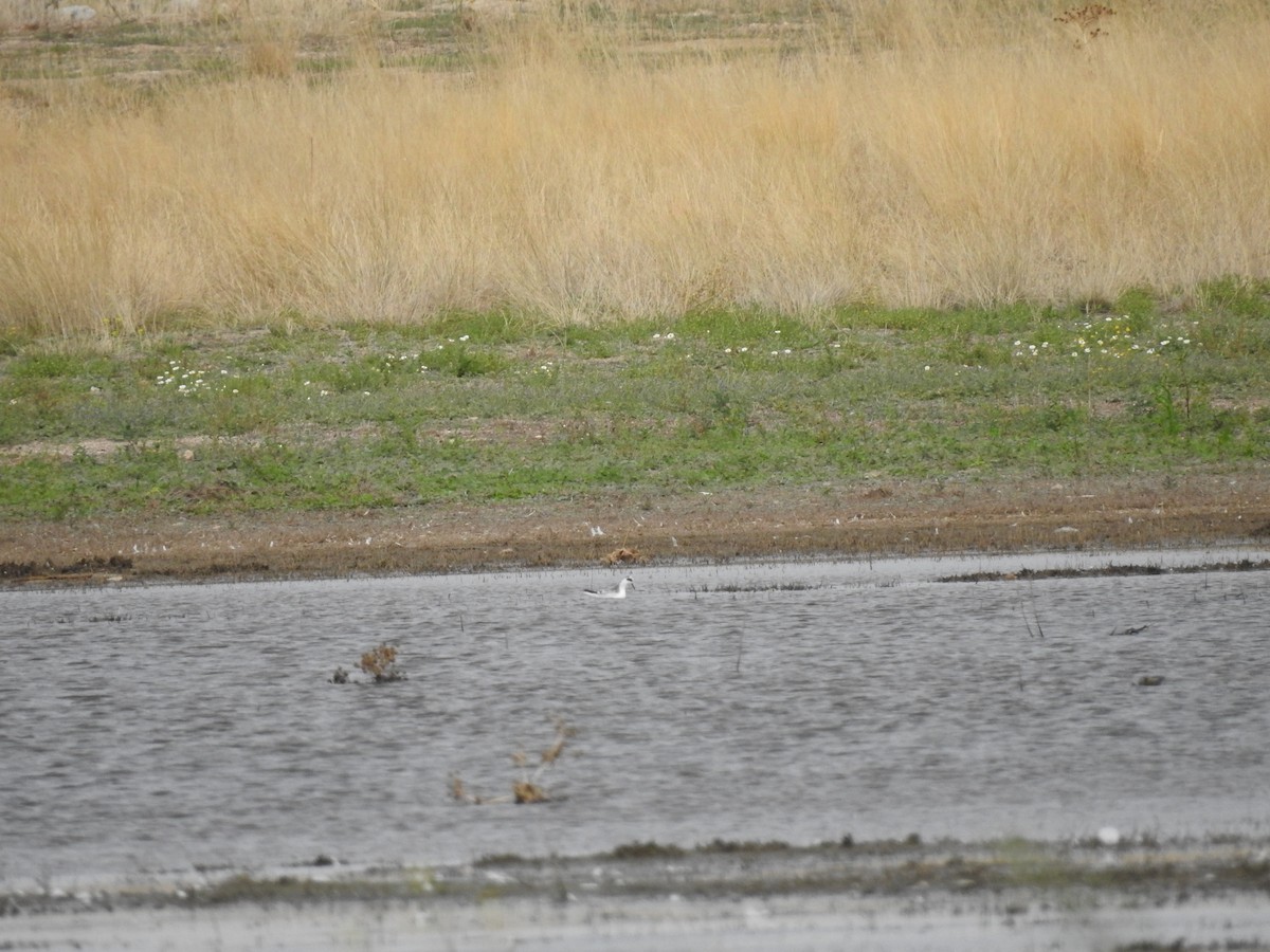 Улаан сэлээхэй - ML372353171