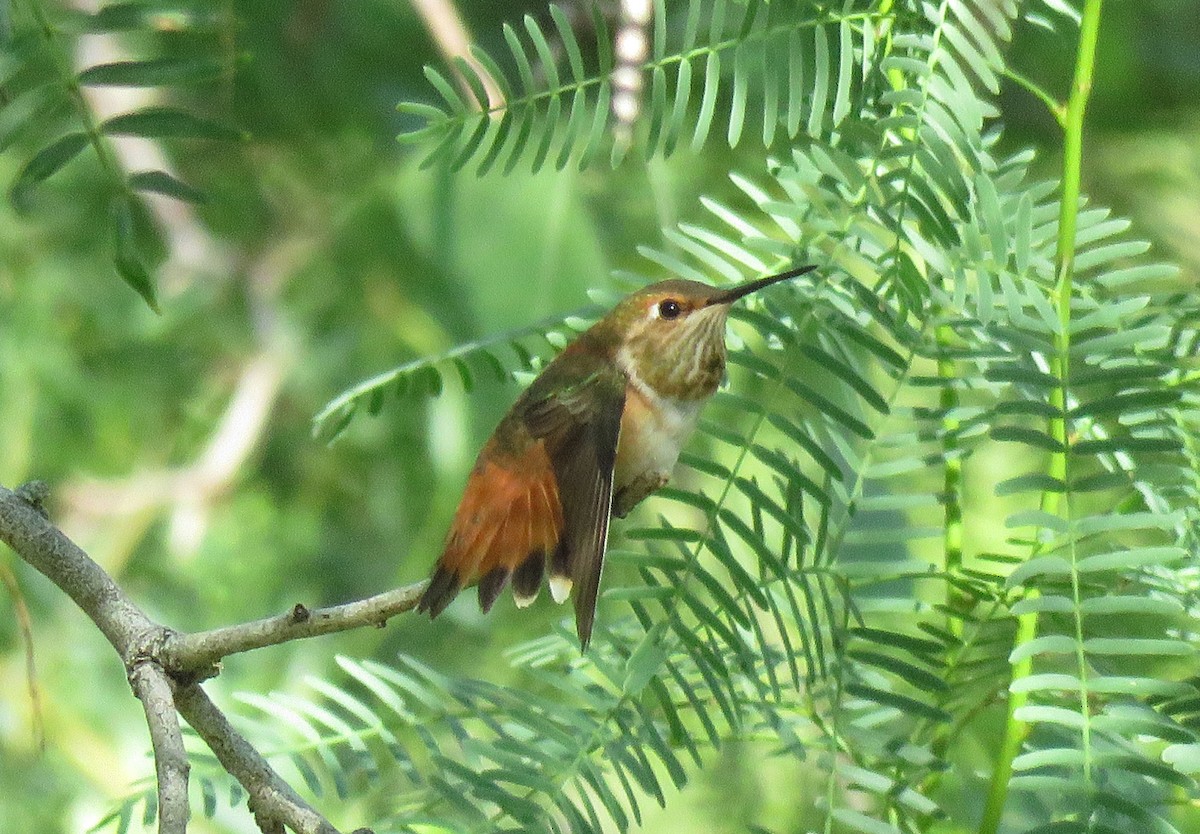 Rufous Hummingbird - ML372353221