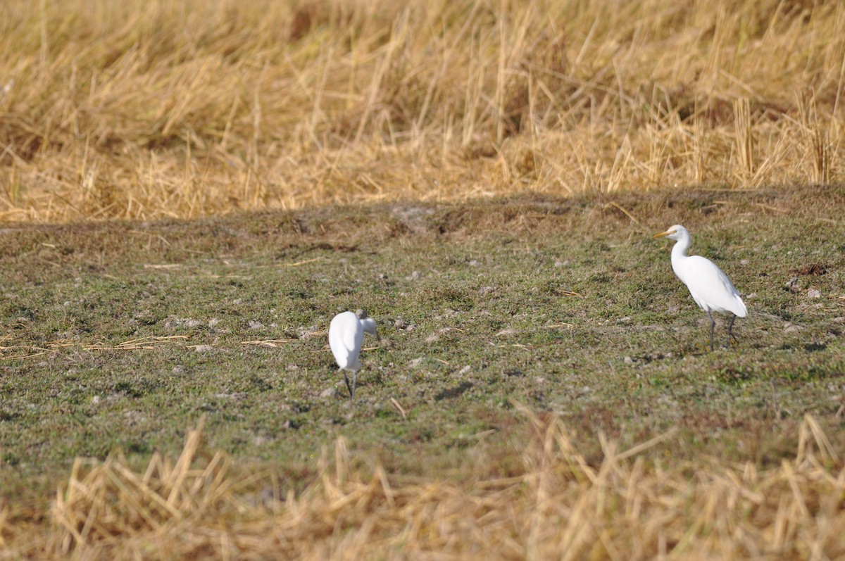 Eastern Cattle Egret - ML372353571