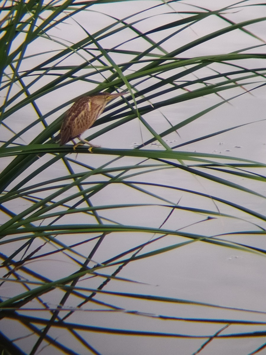 Little Bittern - ML372356411