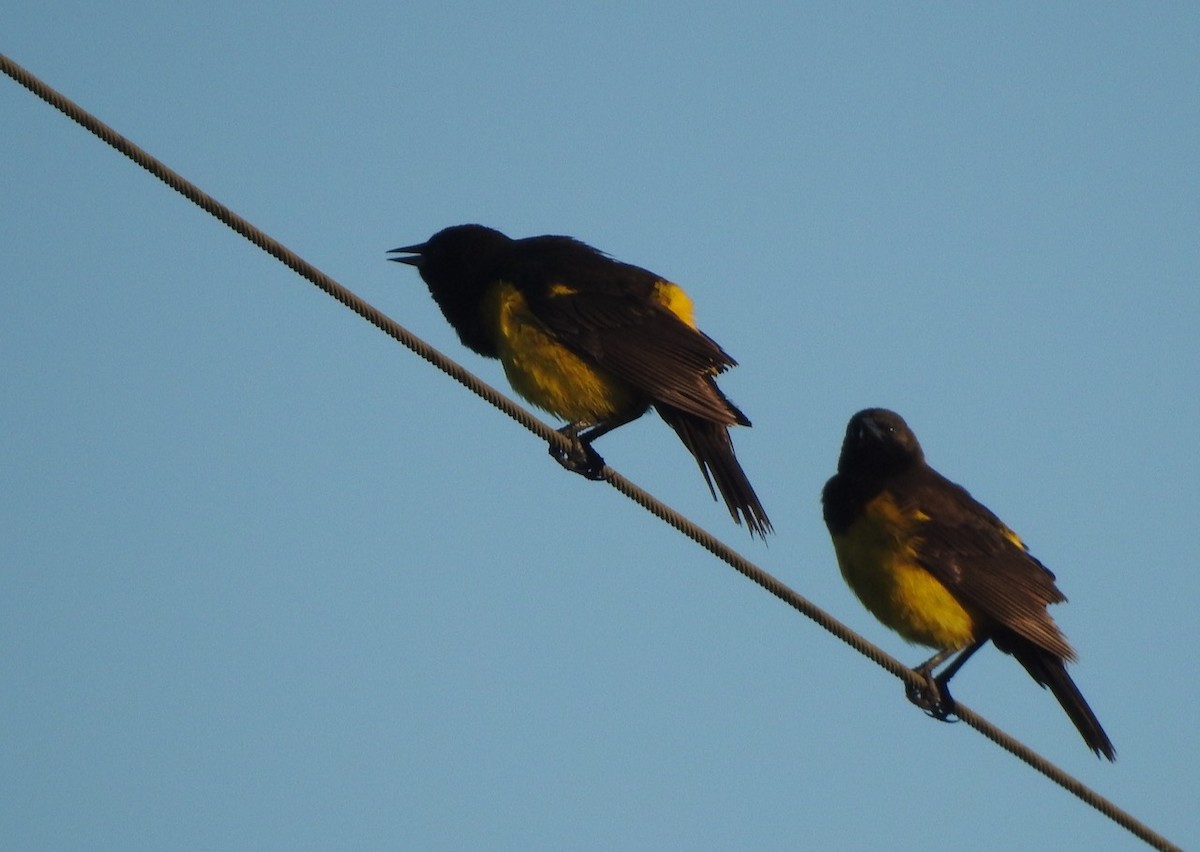 Yellow-rumped Marshbird - Bettina Amorín