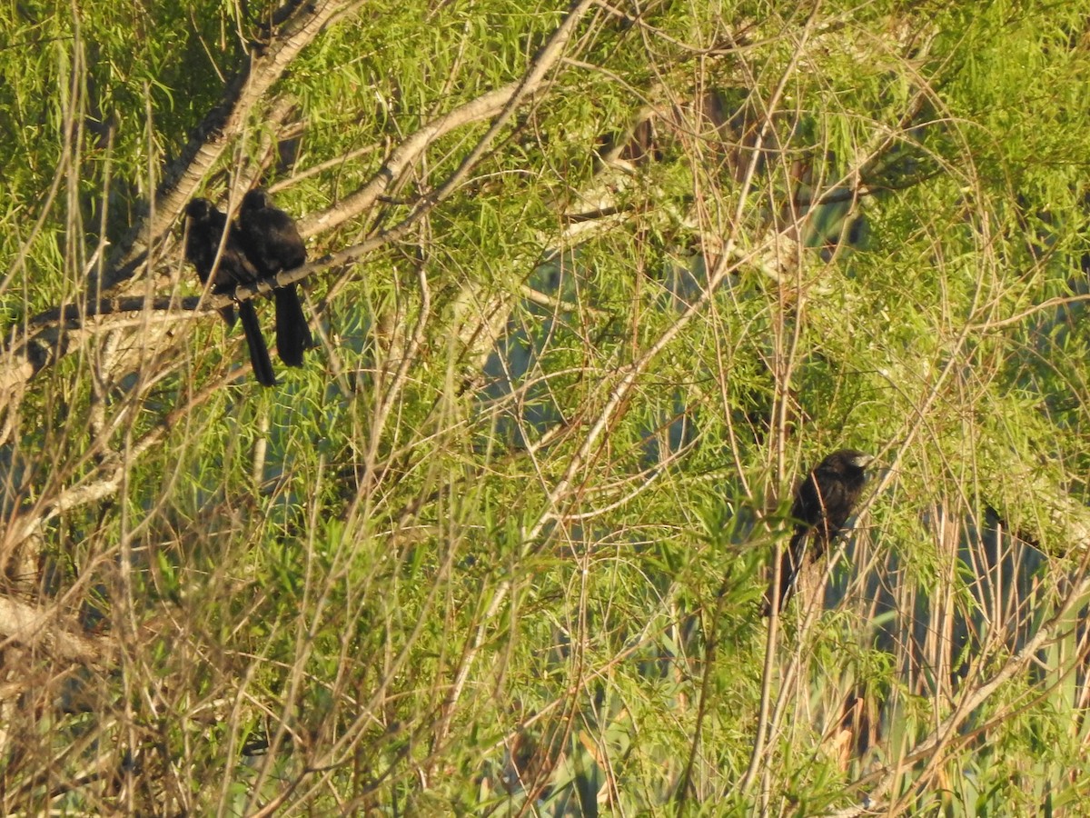 Smooth-billed Ani - Bettina Amorín