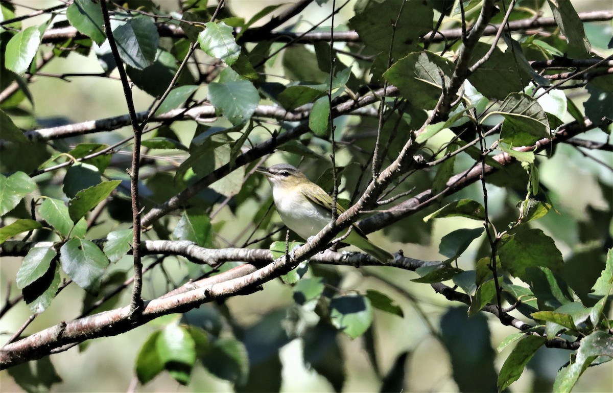 Kızıl Gözlü Vireo - ML372357561