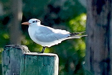Royal Tern - ML372360381