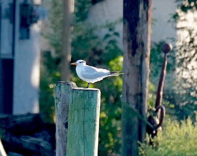 Royal Tern - ML372360391