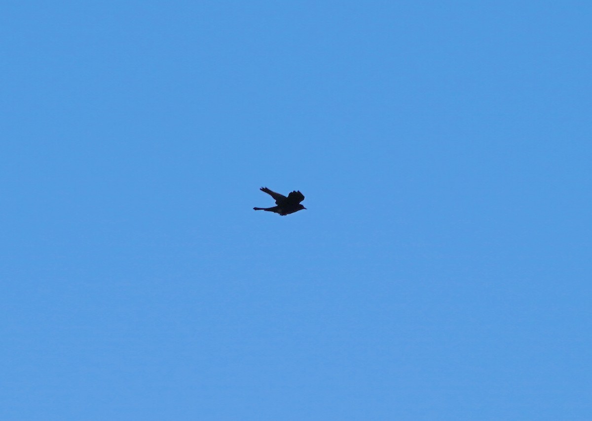 Boat-tailed Grackle - ML372360741