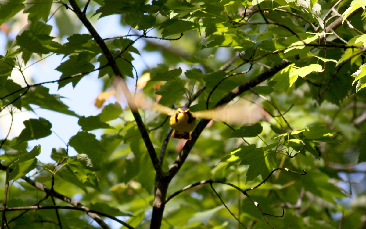 Kentucky Warbler - ML37236111