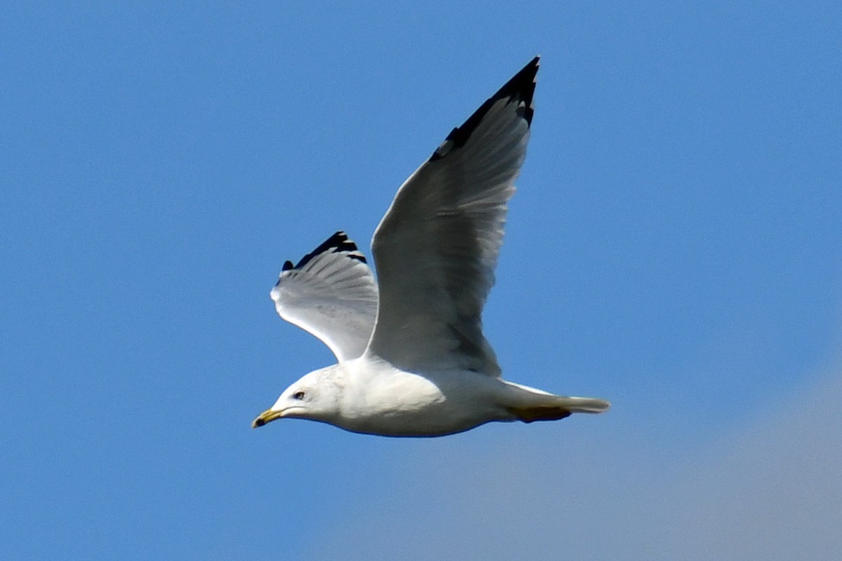 Ring-billed Gull - Steve Hawes