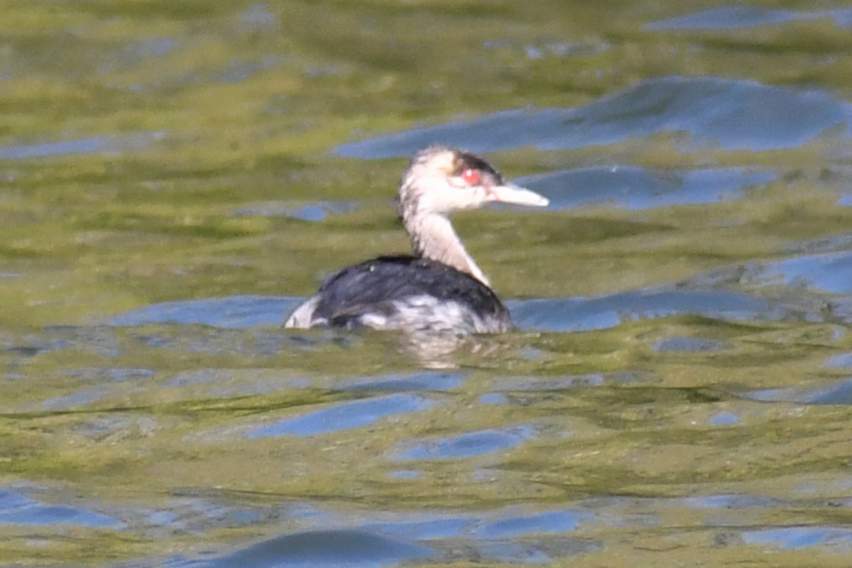 Horned Grebe - ML372363221