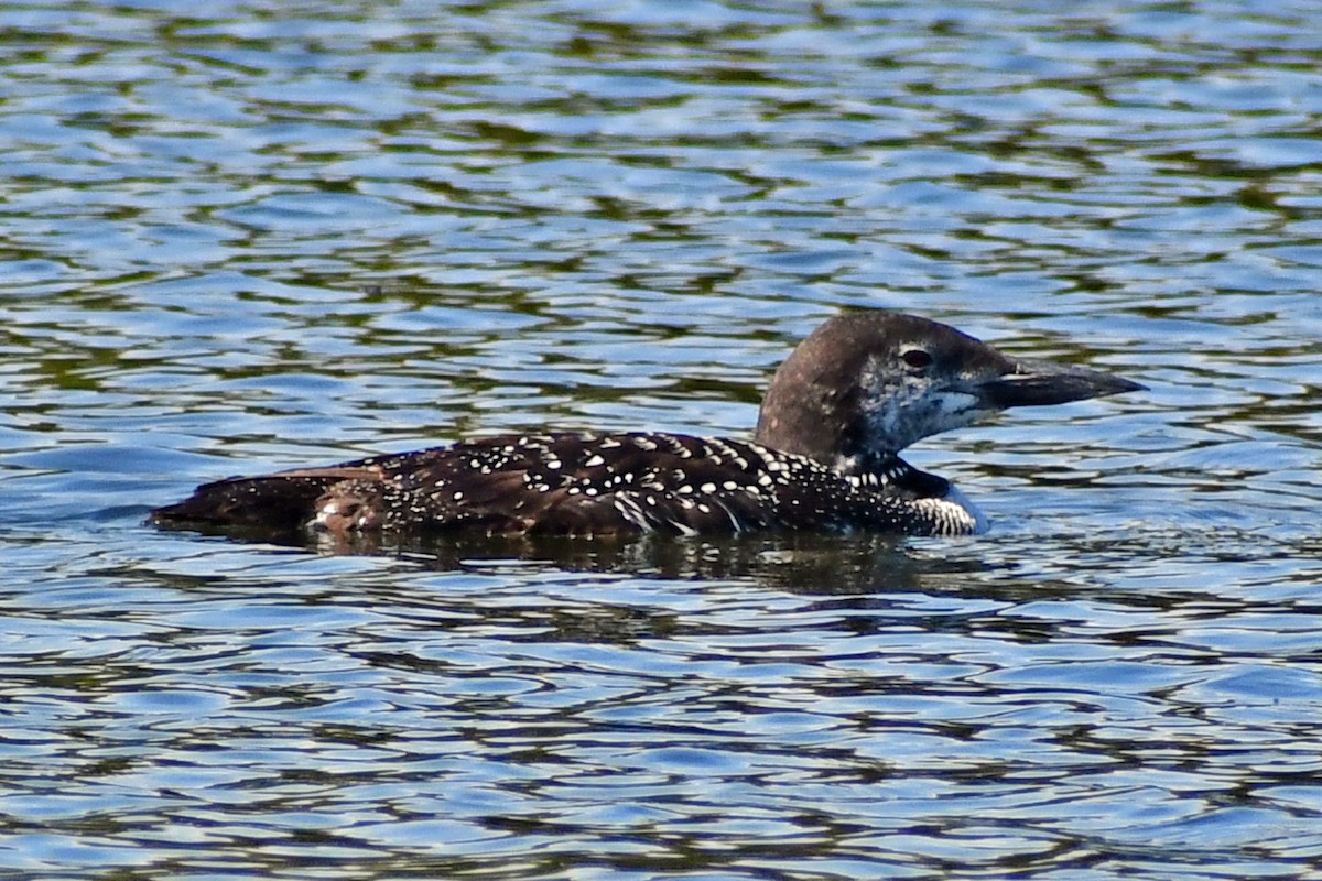 Plongeon huard - ML372363271