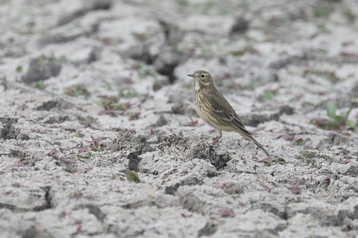 American Pipit - Chuck Gates