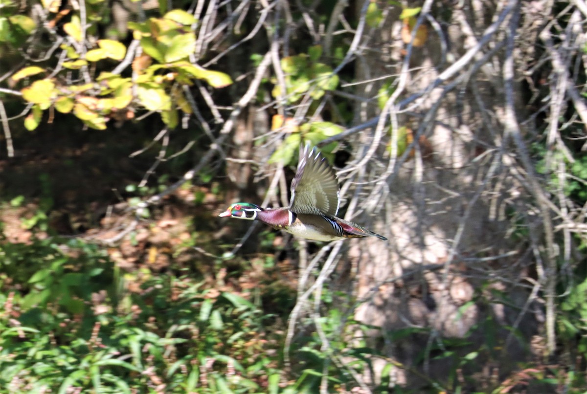 Wood Duck - ML372365131