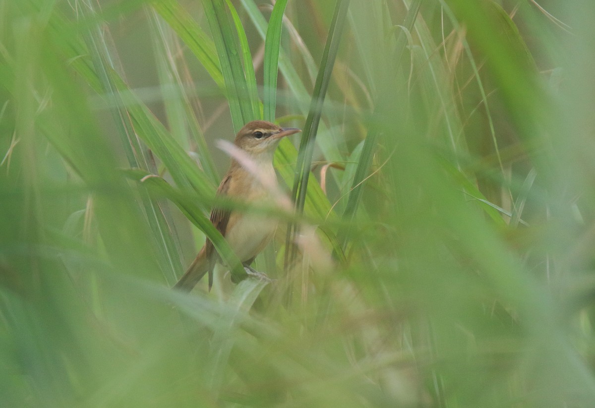 Дорнын охил бялзуухай - ML37236521