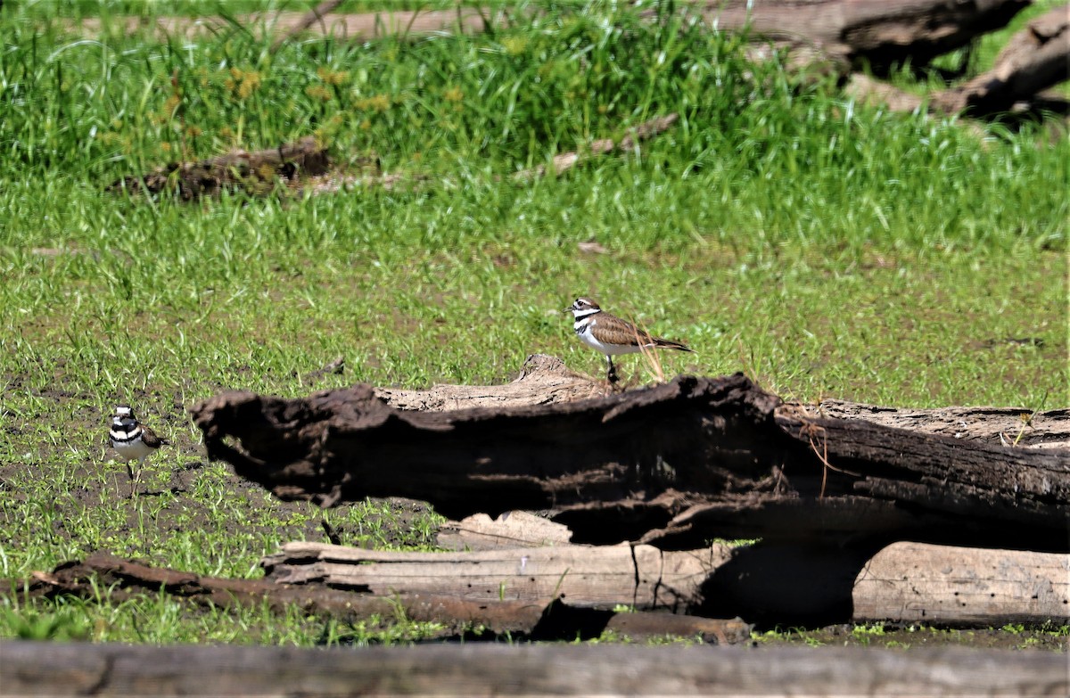 Killdeer - ML372365321