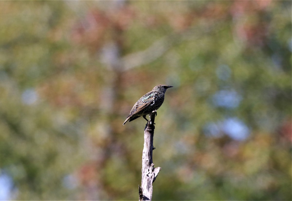 European Starling - Daniel Kaplan