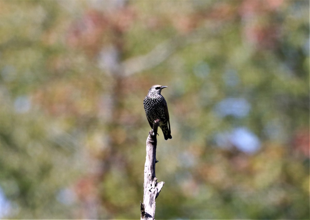 European Starling - ML372365451