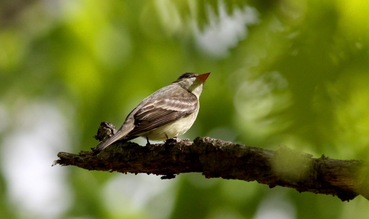 Eastern Wood-Pewee - ML37236671