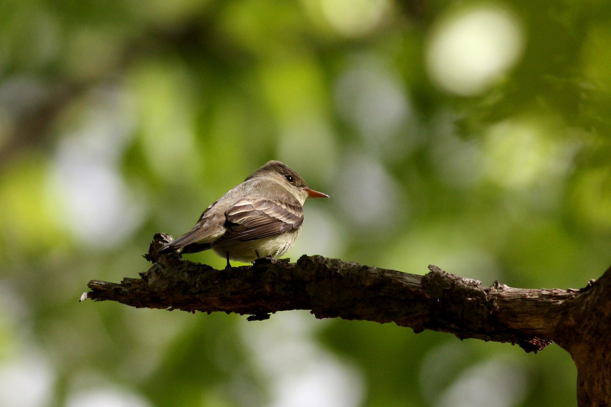 Eastern Wood-Pewee - ML37236681