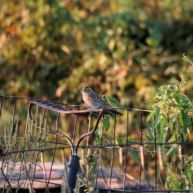 Clay-colored Sparrow - Jon Skinner