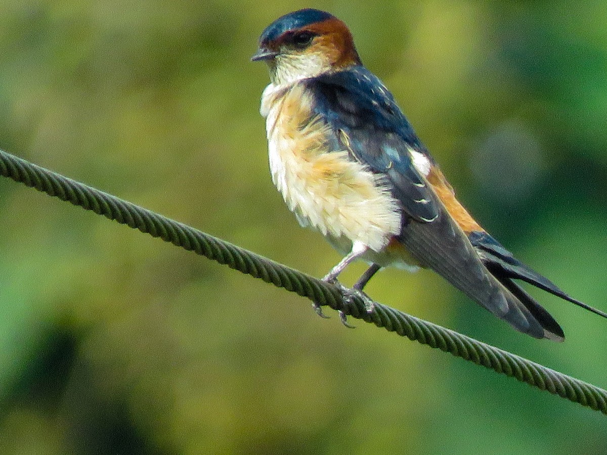 Red-rumped Swallow - ML372367701