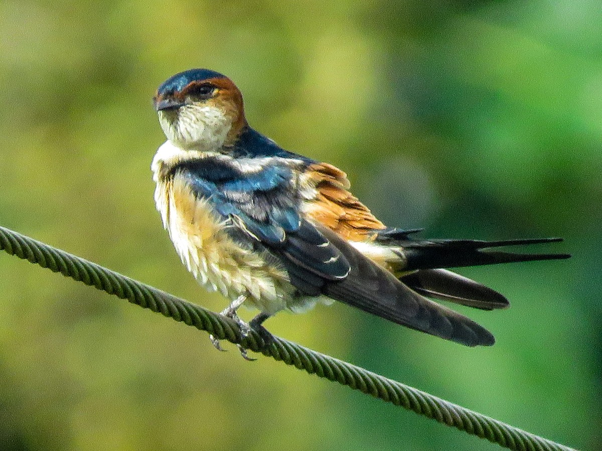 Red-rumped Swallow - ML372367721