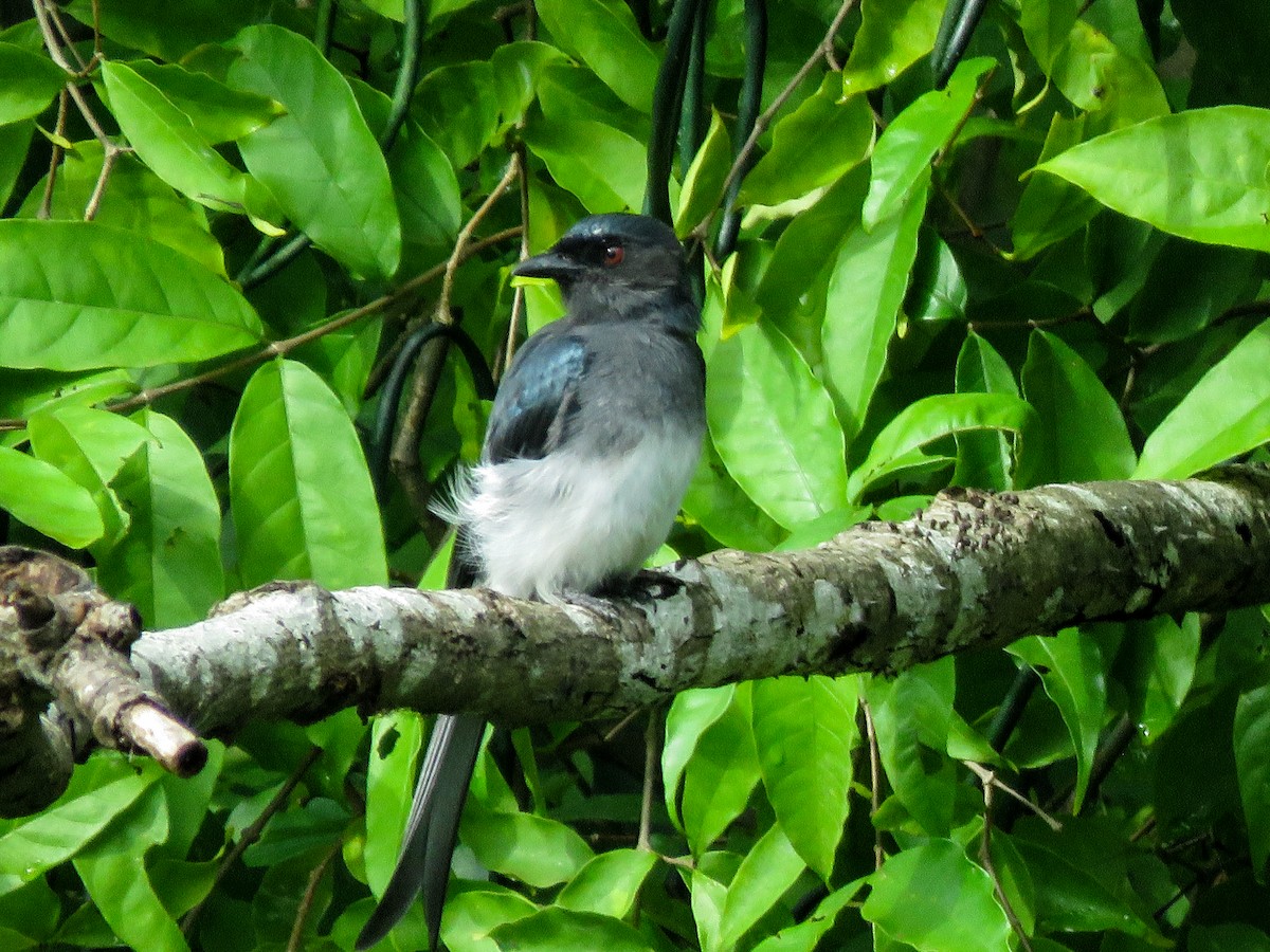 White-bellied Drongo - ML372369251