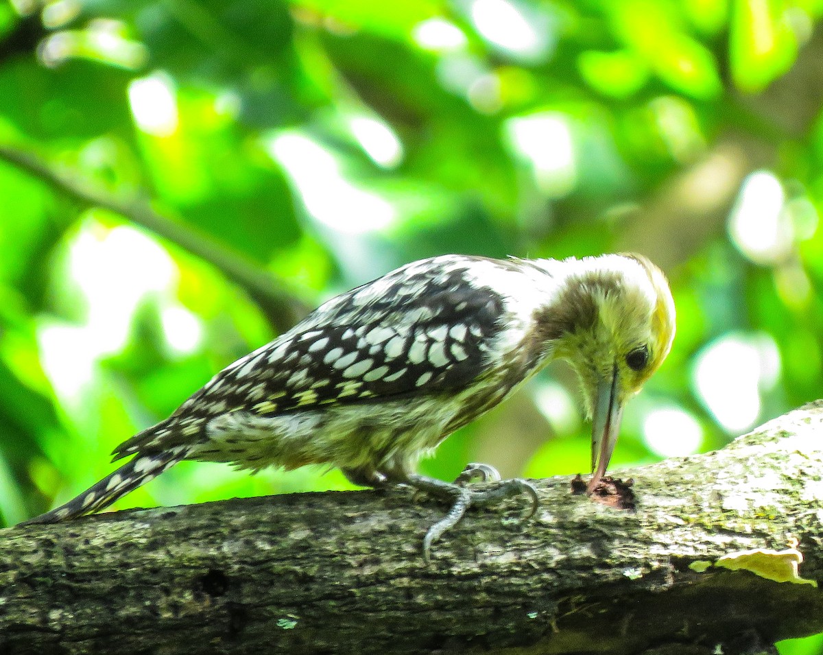 Yellow-crowned Woodpecker - ML372369411