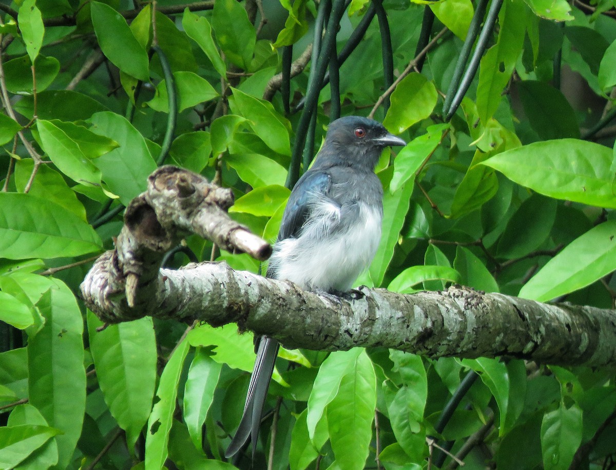 White-bellied Drongo - ML372369711