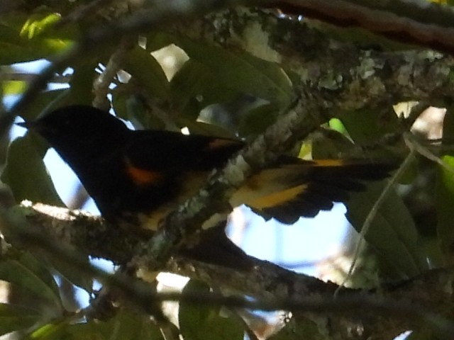 American Redstart - ML372369871