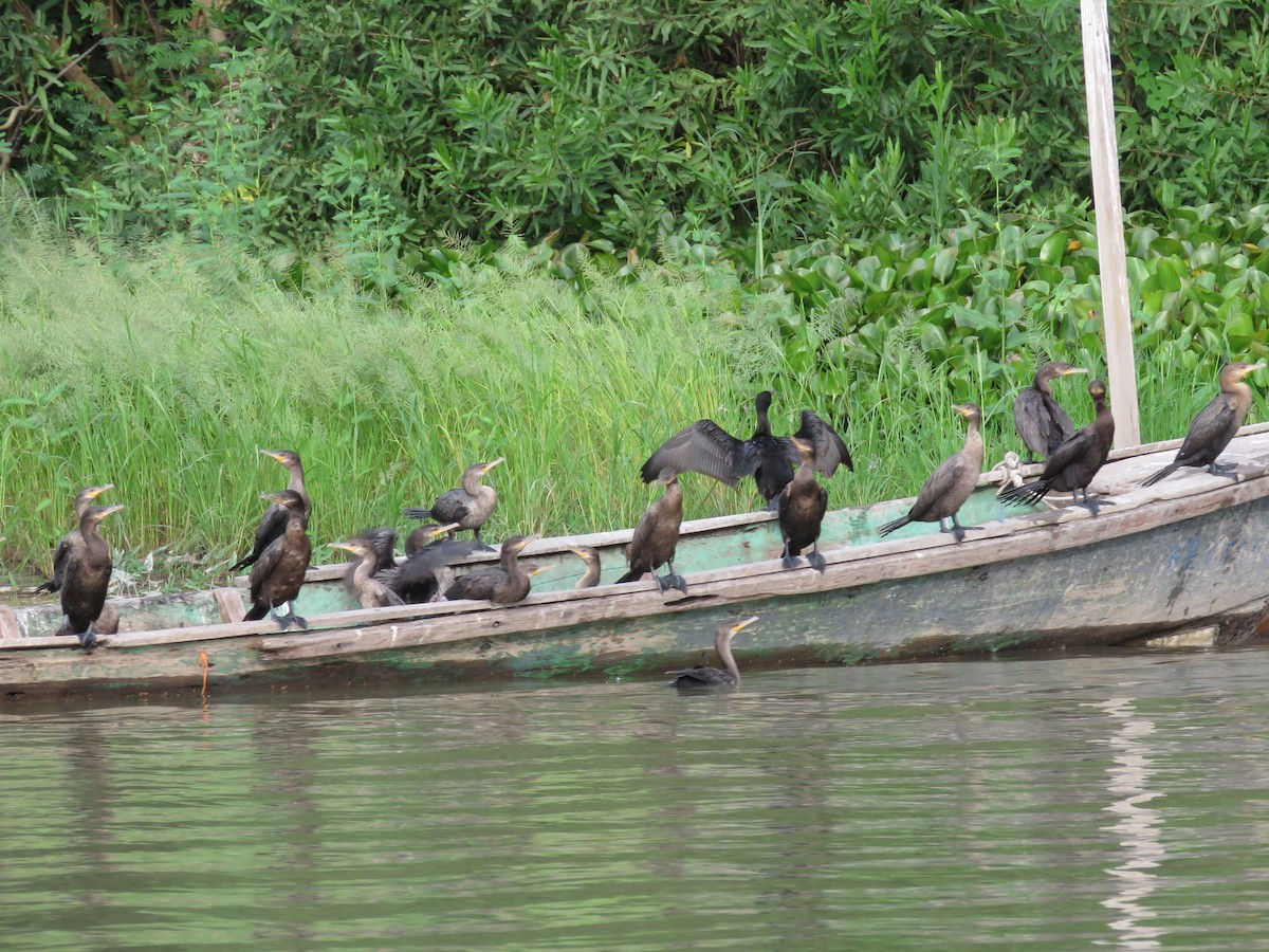 Neotropic Cormorant - ML372370351
