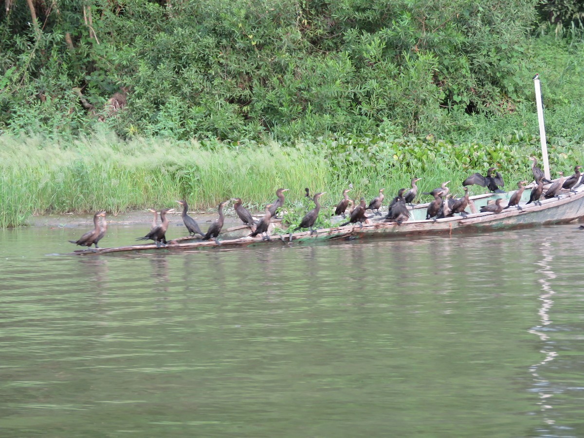 Neotropic Cormorant - ML372370361