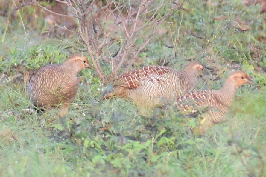 Gray Francolin - ML372370441