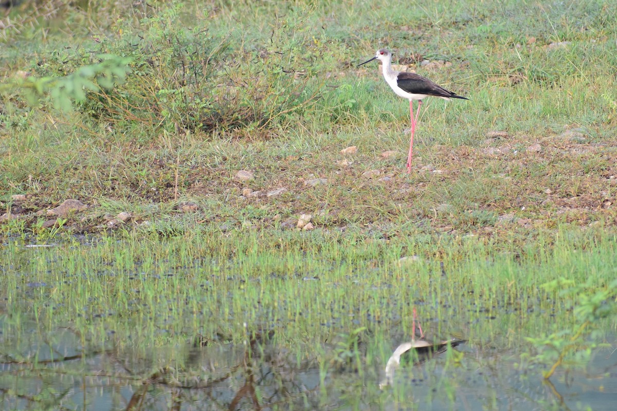 Black-winged Stilt - ML372370531