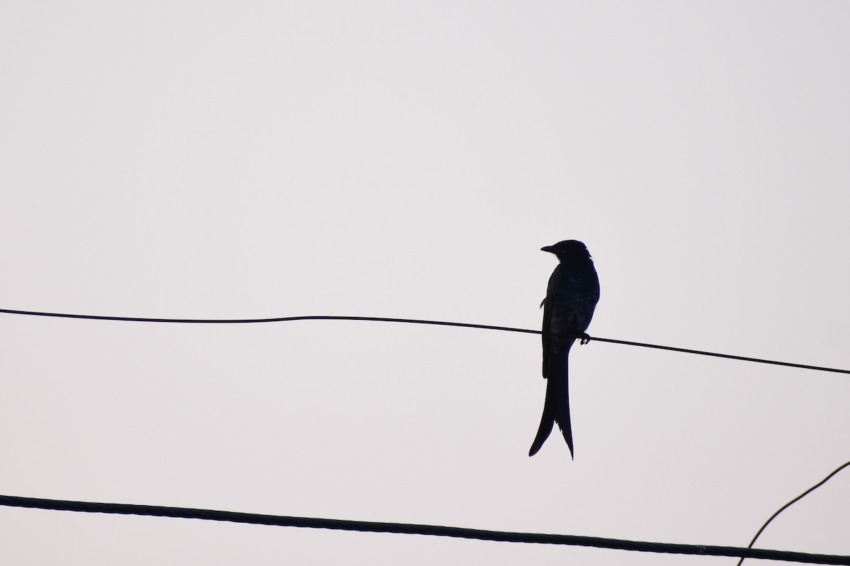 Black Drongo - Lakshit Agrawal