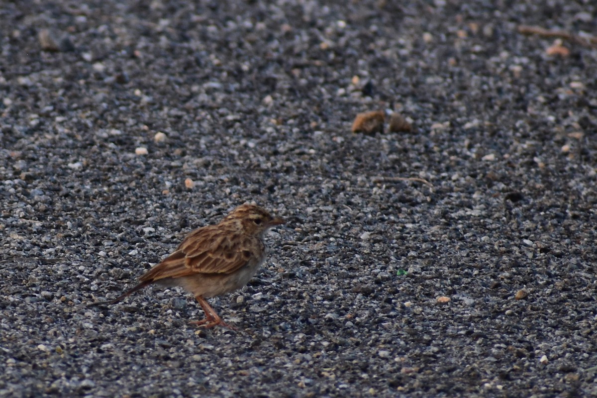 Indian Bushlark - ML372370631