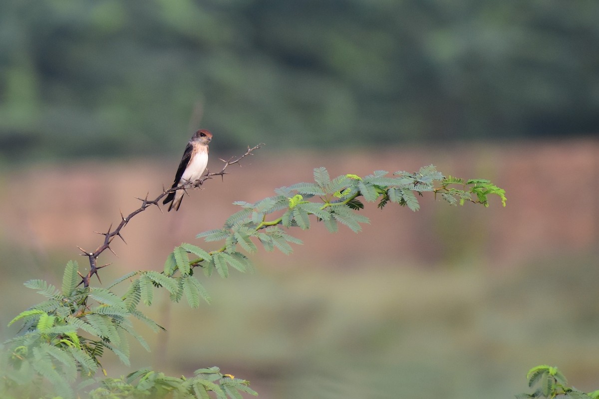 swallow sp. - ML372370711