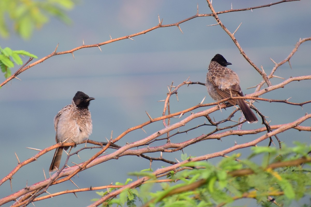 Red-vented Bulbul - ML372370751